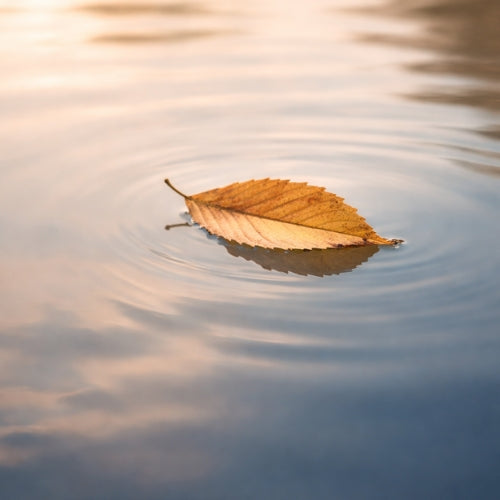 Detachment: Freedom from Reaction
